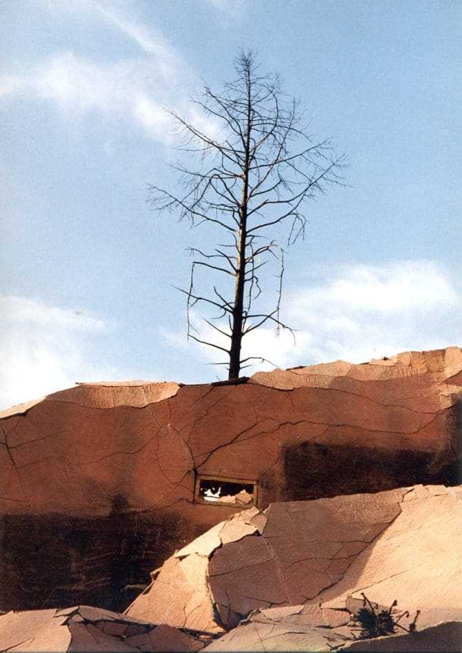 A collapsed building and burnt tree after the firestorm, probably photographed by Jan Wilson Kaufman.