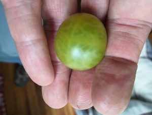 A photograph of upturned fingers holding a green-colored cherry tomato.