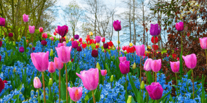 A variety of colorful tulips and flowers decorate a park at springtime