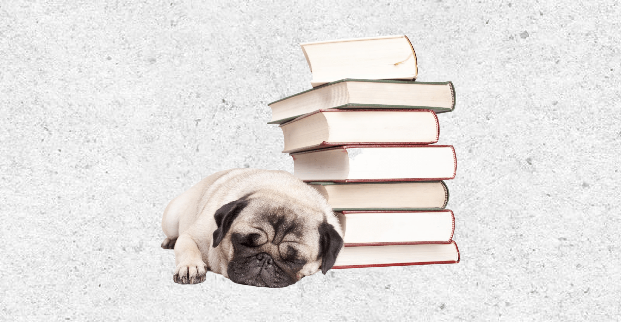 A pug snuggled up next to a stack of books