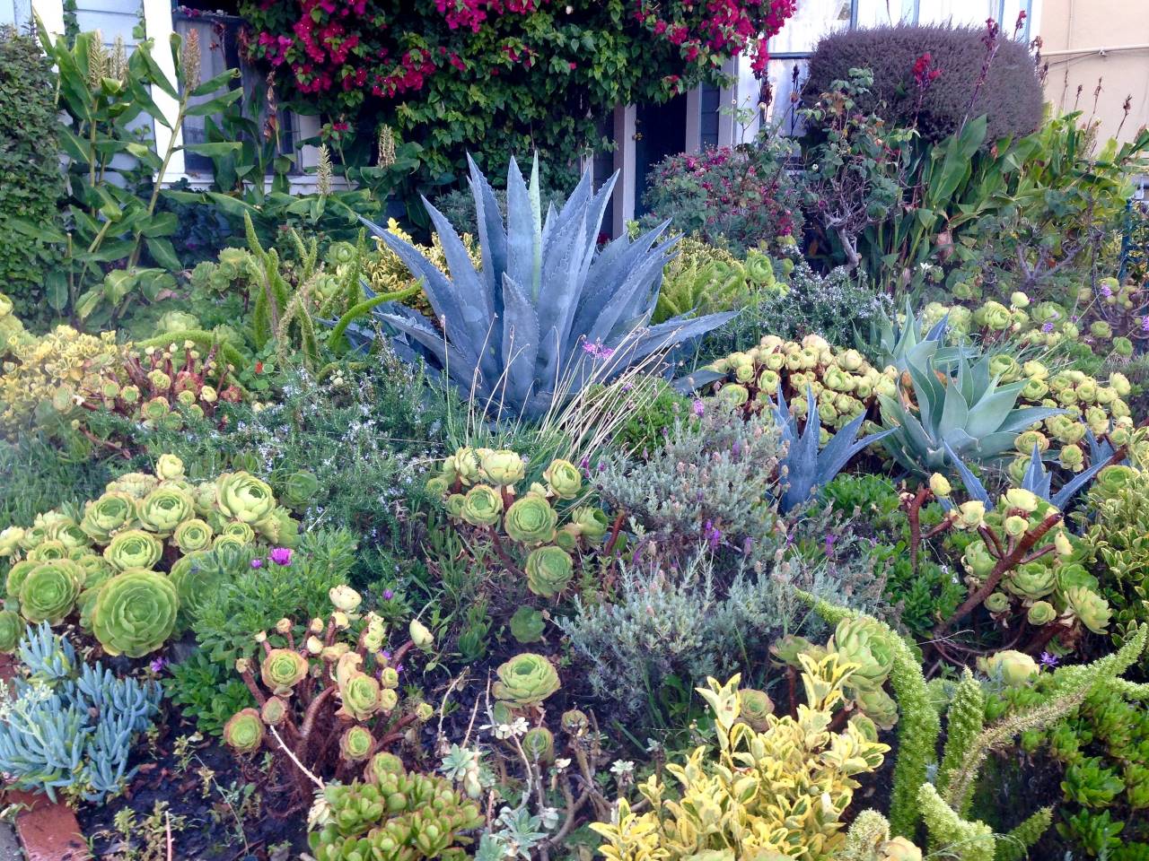 Photo of an example of low-water xeriscaping using a wide variety of colorful succulents in Berkeley, California.