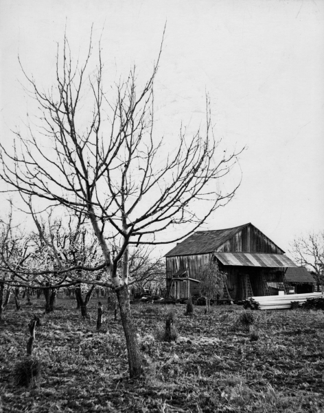 1957 年頃、レスターの敷地内にあるコロンベットの古い納屋。撮影: Lee Lester。