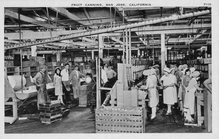 サンノゼにある正体不明の缶詰工場の内部を描いたポストカード。左側では女性たちが果物の準備と梱包を行っています。左側では、ほとんどが男性の労働者のグループがポーズをとっています。