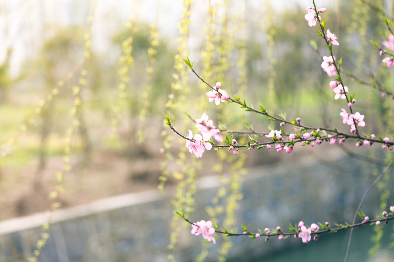 Blossoming cherry tree limbs in front of the blurred greenery of a park beyond.