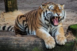 snarling orange and black tiger