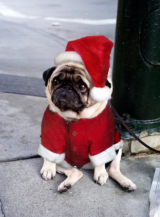 unhappy dog in Santa outfit