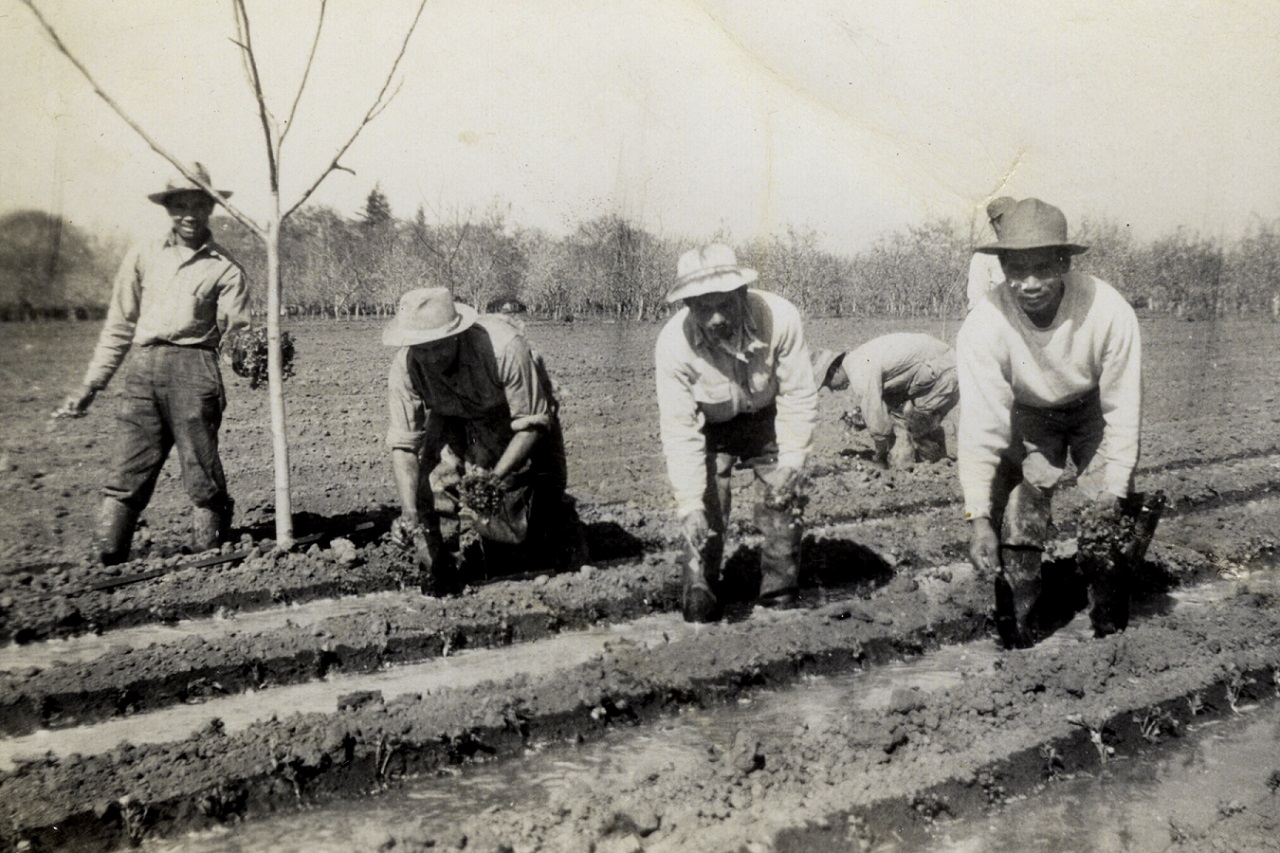 Image: Filipino workers planting asparagus in Stockton in the 1930s. Photo courtesy of Virginia Supnet Hill