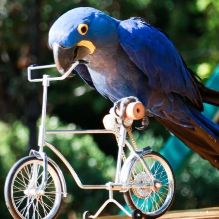 Blue bird riding mini bicycle.