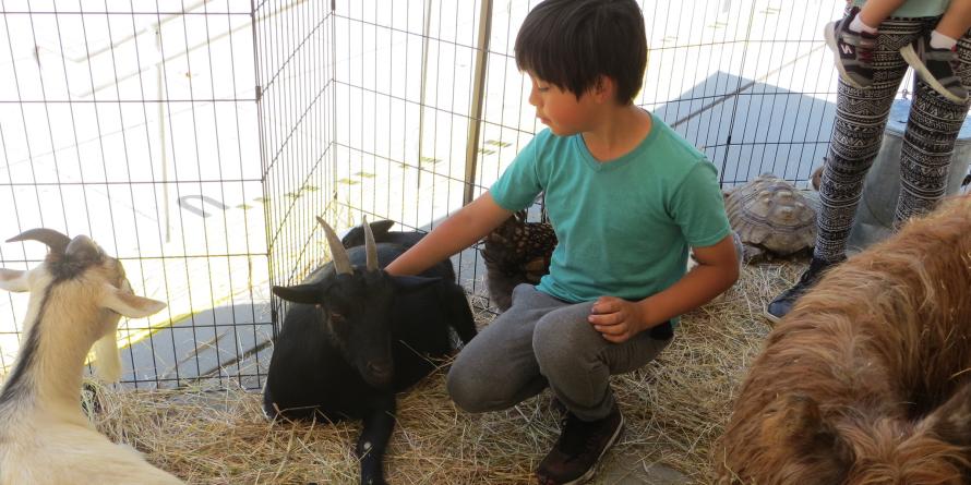 Little explorers petting zoo.
