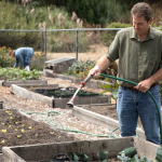 Library Assistant Chris Vance waters the butter lettuce growing in the community garden of the Pacific Sanchez Library. (Photo from October 2017 Issue of the Pacifica magazine pg. 19)