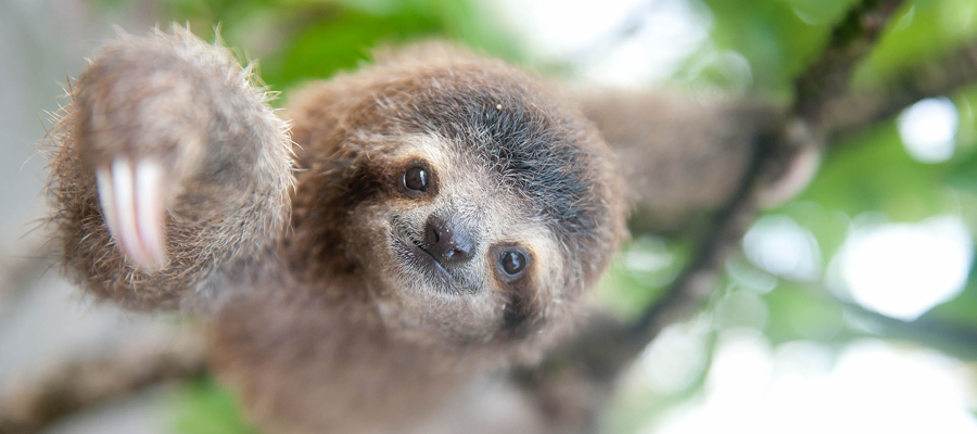 Why do sloths move slowly and rest frequently