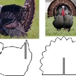 simplified turkey