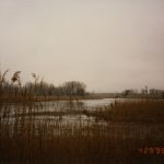 Indian Ridge Marsh, 1995. Source: Open Space Section Records, Photographs Series, Box 3, Folder 2, Special Collections, Chicago Public Library