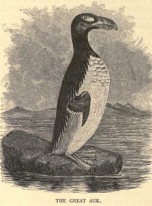 The extinct great auk, which once wintered in Massachusetts Bay.