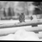 A squirrel freezing in a snowstorm on a bench in the Boston Common