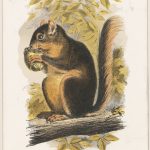 Print of a Western Red Squirrel