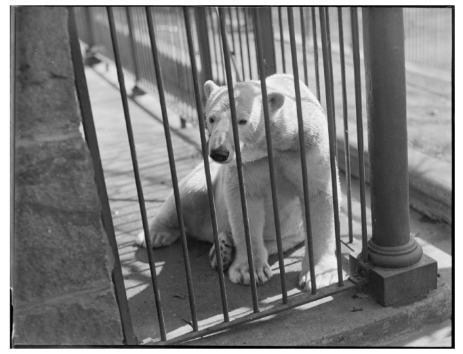 The Polar Bears of Franklin Park | Boston Public Library