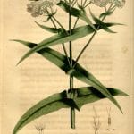 Common boneset flower illustration