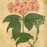 Mountain-laurel flower illustration