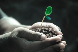 Hands holding a seedling in soil