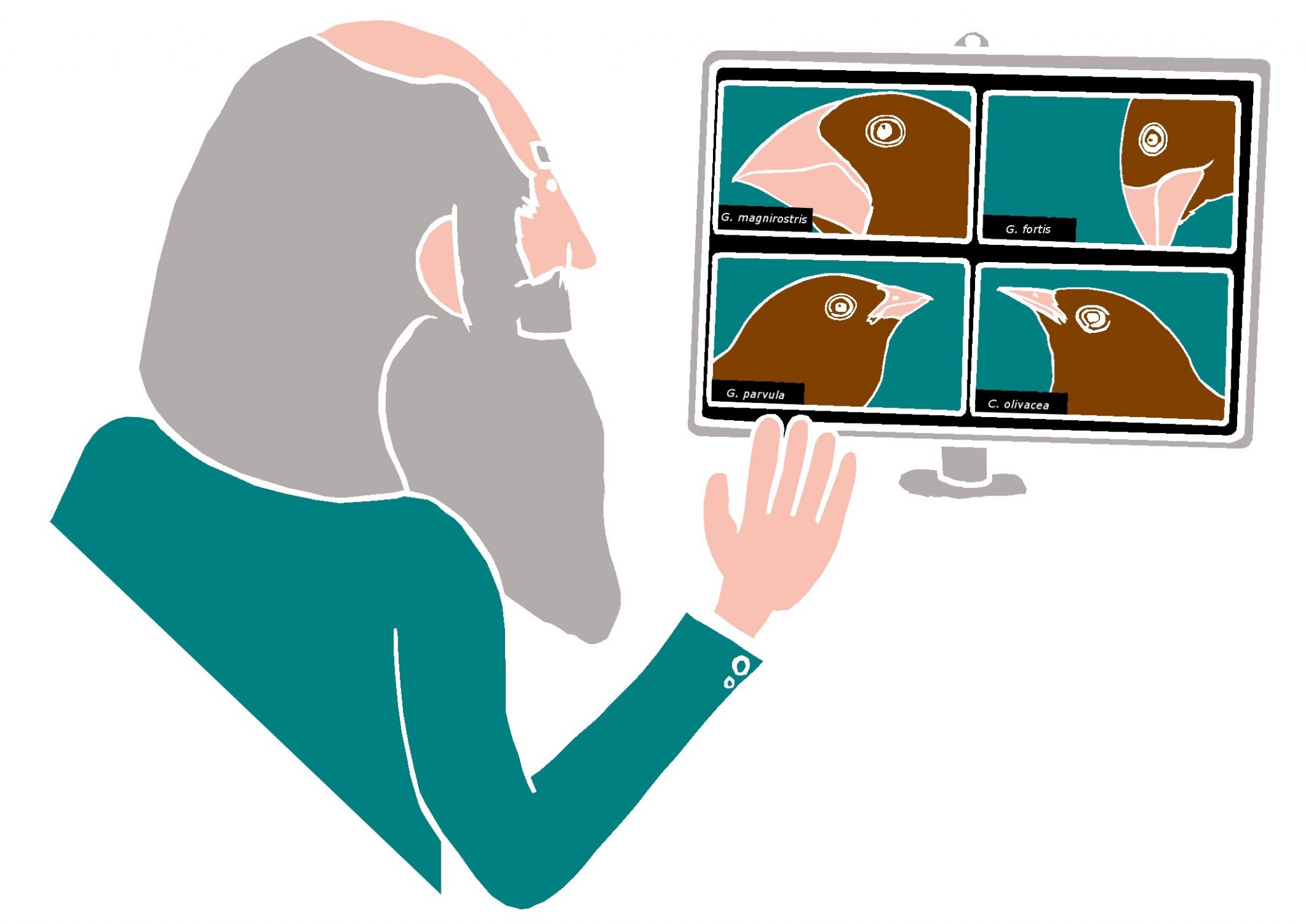 illustration of Charles Darwin Zooming with four finches