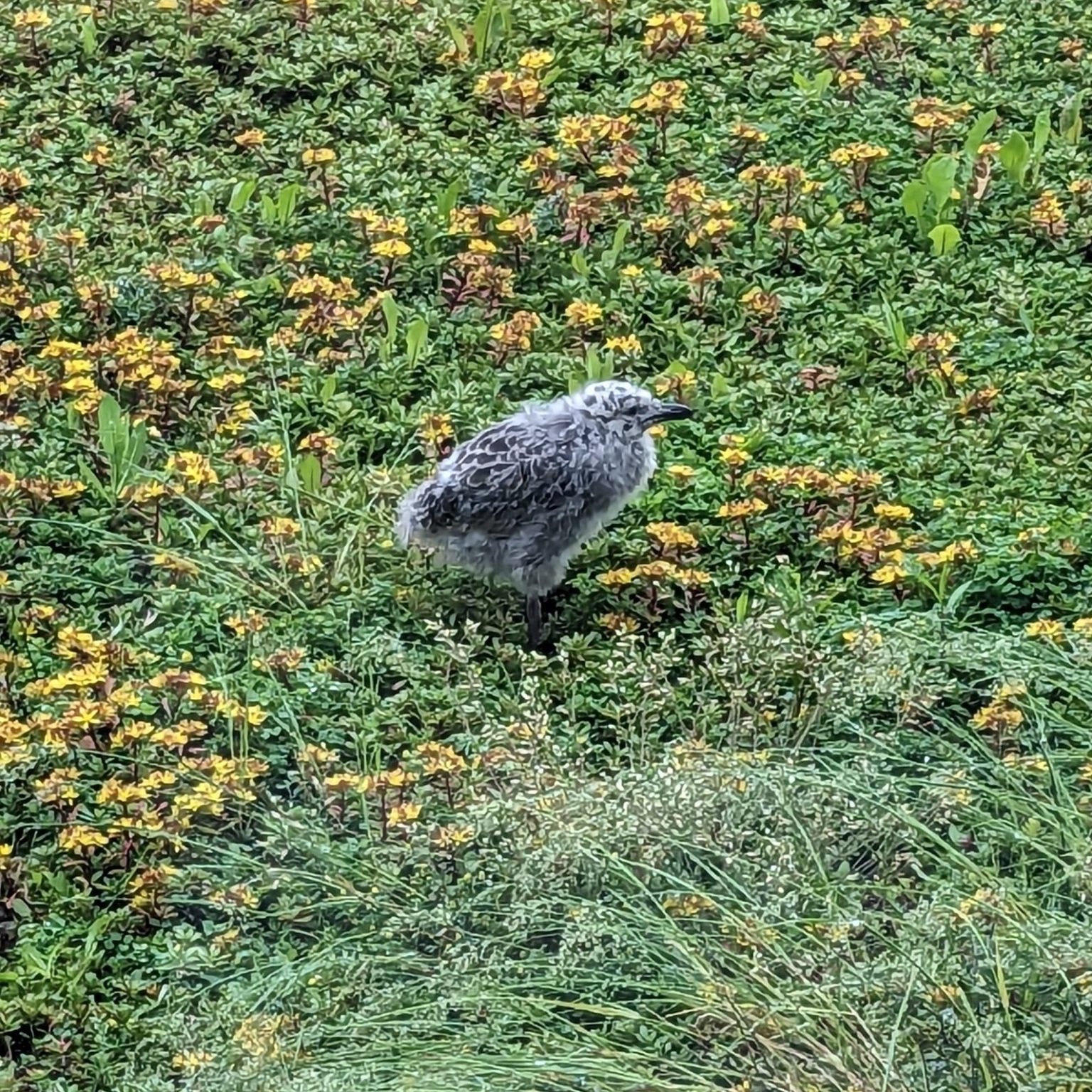 Baby seagull sits on top of Central Library Rooftop
