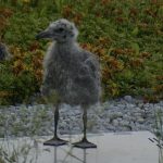 Baby seagull sits on top of Central Library Rooftop