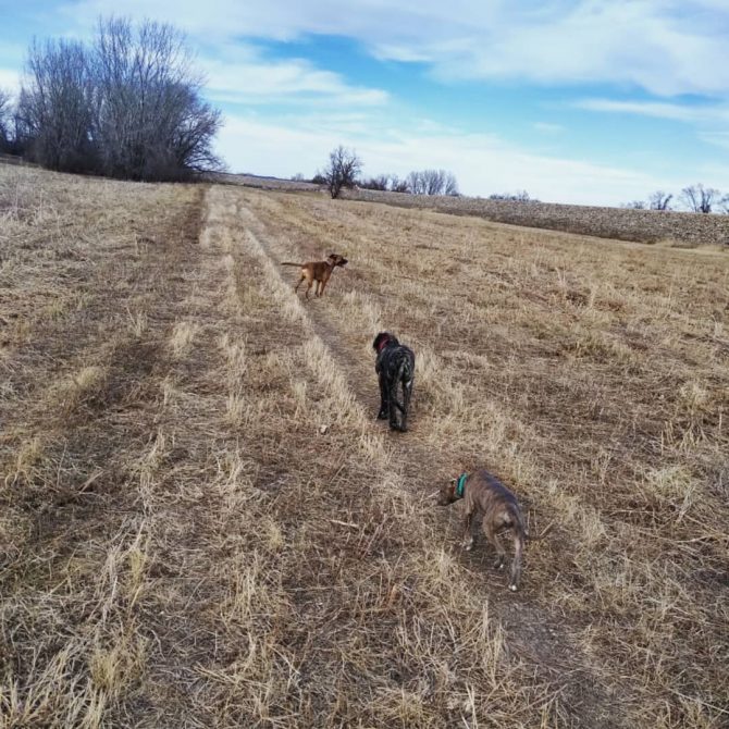 photograph of our dogs in an open field at the dog park.