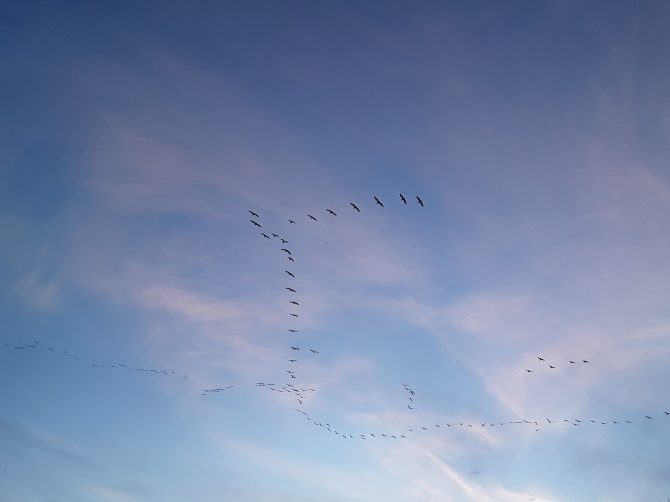 Image is of hundreds of very large birds flying together in a synchronized formation. The sky is painted in wispy clouds with a faint pink hue, near dusk. Photo credit: Shirley Braunlich, April 1, 2020.