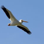 Image is of one American white pelican in flight. Photo credit: Charles J Sharp via Wikimedia Commons