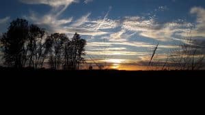 Image is of a natural landscape with a row of trees on the left side and a few tall prairie grasses in the foreground with luminous clouds in a deep blue sky and a golden setting sun on the horizon