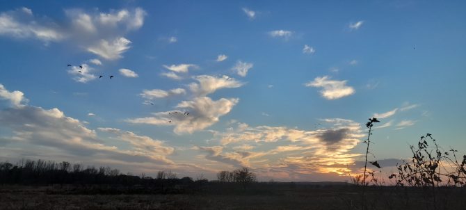 Image is of the Wakarusa Wetlands with the sun's rays illuminating clouds on the horizon, several geese arriving, and a small stand of plants in their dormant winter state, photo by Shirley Braunlich