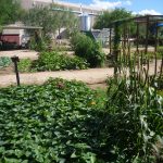 Community Food Bank Learning Garden