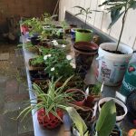 many different kinds of plants in a variety of pots on a metal table