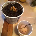 potted avocados with small dark green sprouts growing out of them