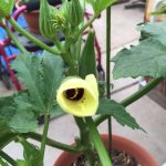 yellow flower on a green potted okra plant