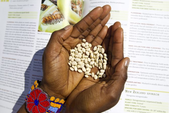 Black woman's hands holding seeds with a book in the background