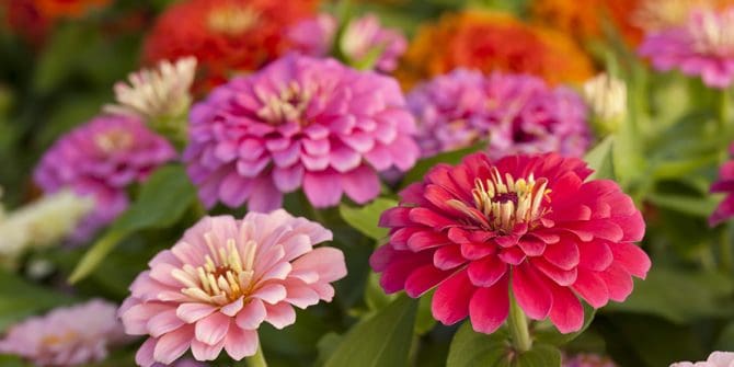 Now Sowing: Zinnia (February–June)