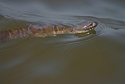 Common watersnake in the Chesapeake Bay