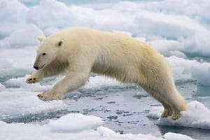 Polar Bear jumping in Spitsbergen Island, Norway