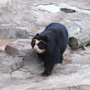 A spectacled bear at Tennoji Zoo in Osaka, Japan