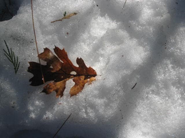 A Sole Leaf in the Snowy Light