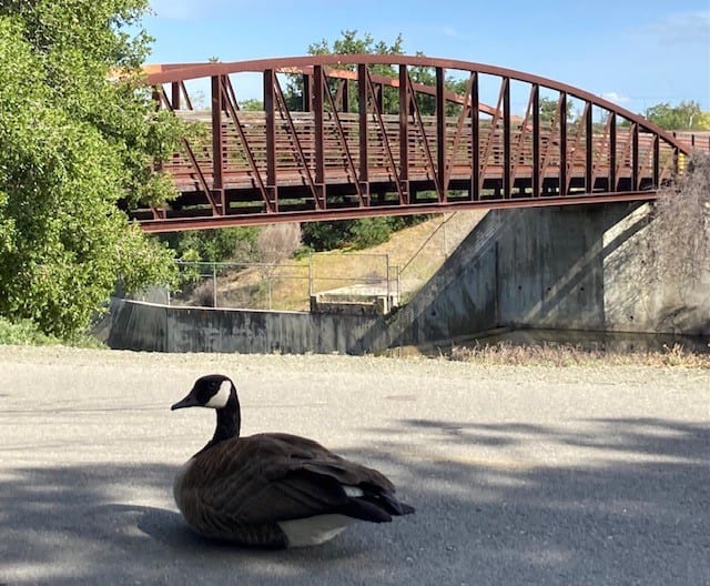 Goose by the Bridge