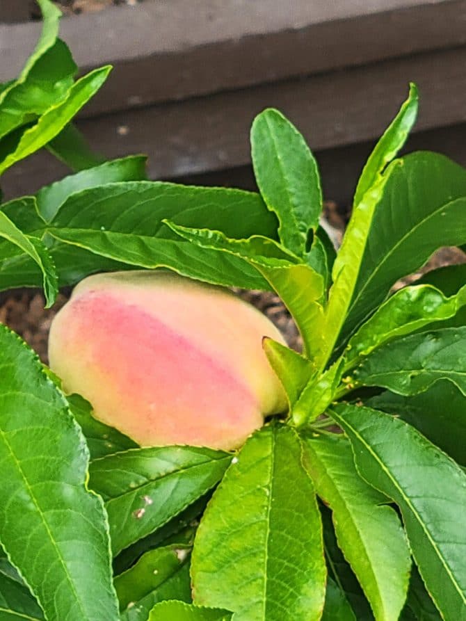 Our First Peach