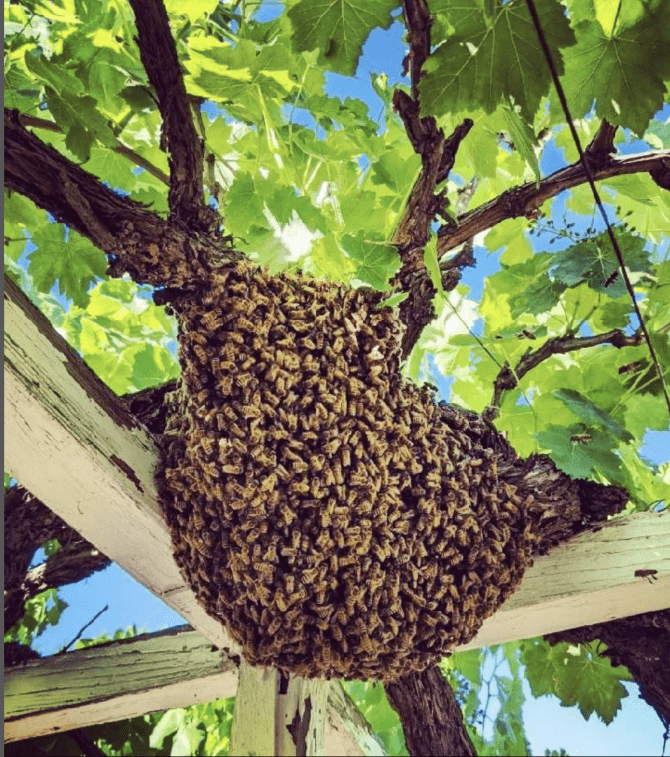 Backyard Bees!