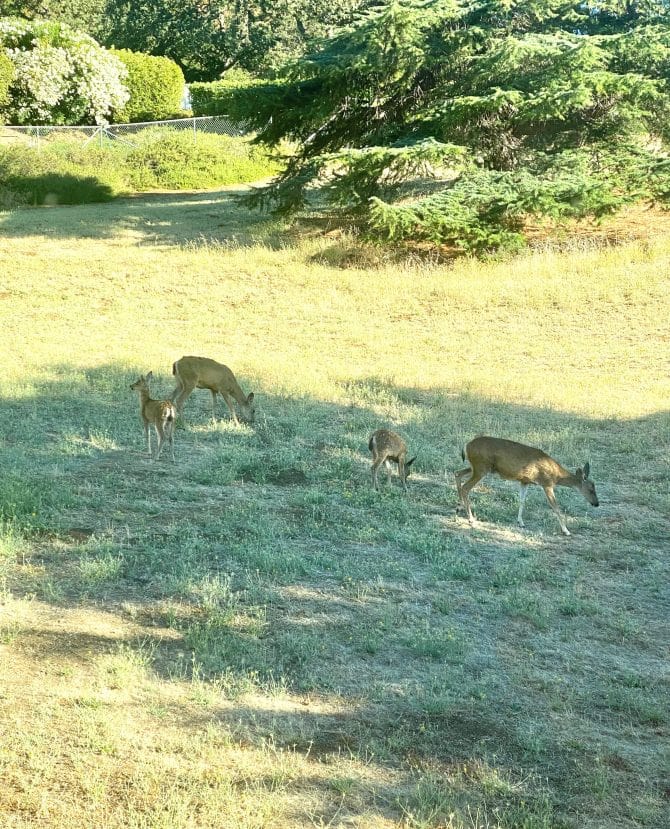 Deers in My Backyard