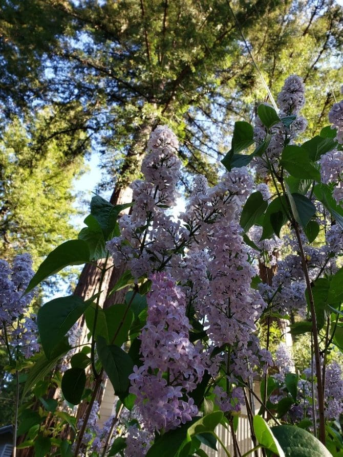 Santa Cruz Mountains - Lilacs and Redwoods