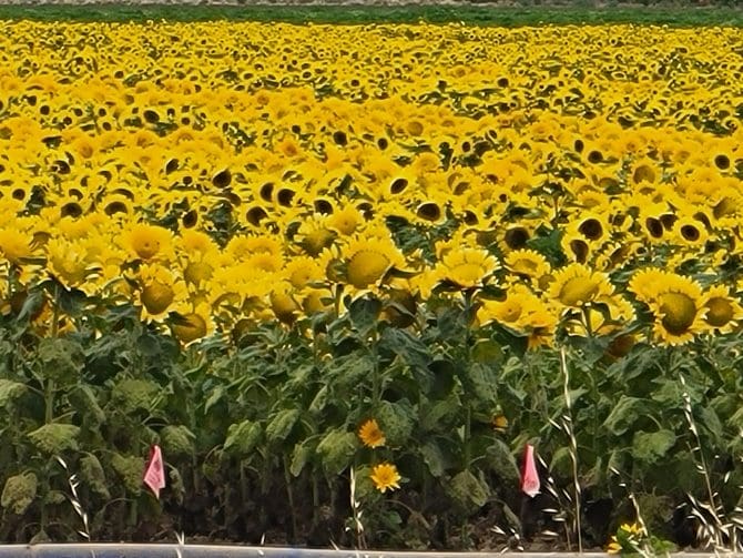 Sunflower Field Near Me