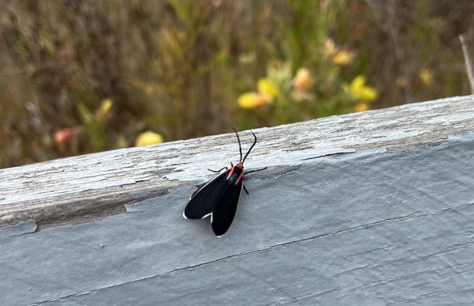 Moth in Morrow Bay
