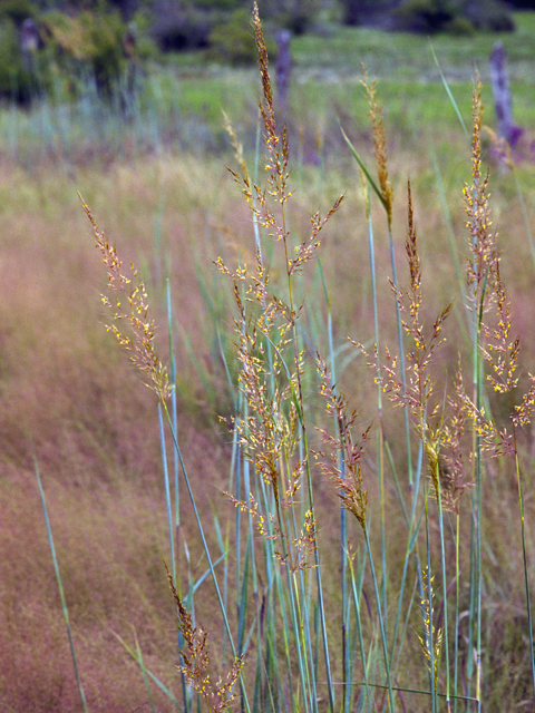indiangrass